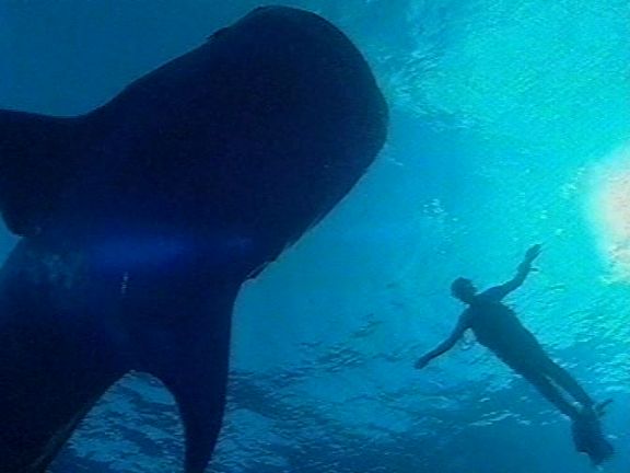 Ultimate Diver Competition